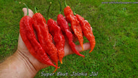 Super Bhut Jolokia JW - Pepper Seeds - White Hot Peppers